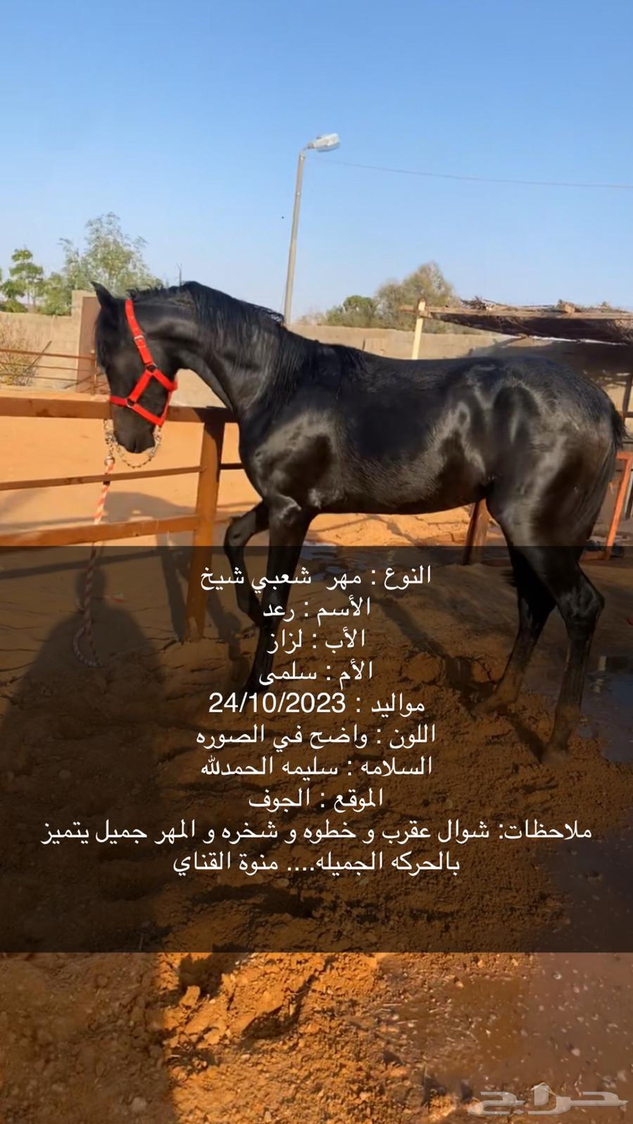 Popular month63150228041857110