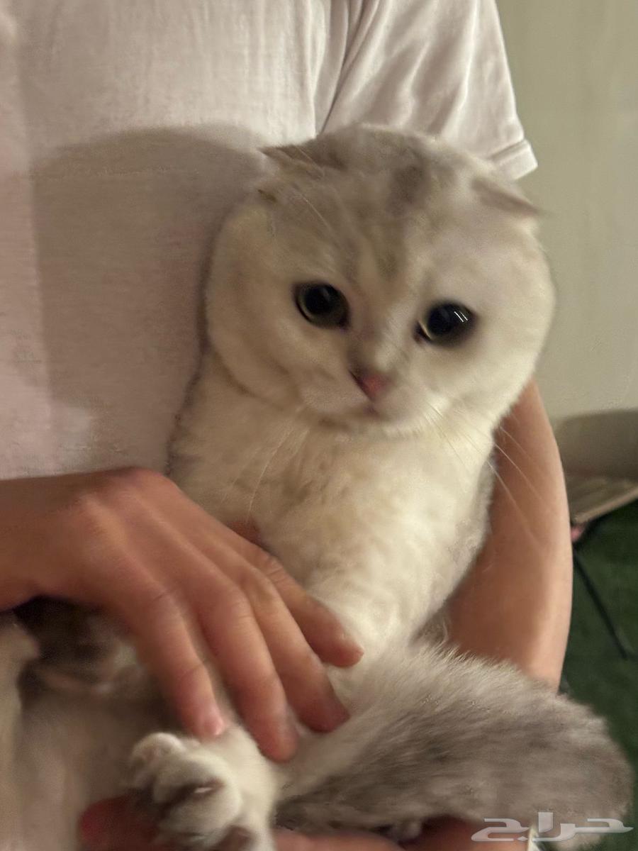 For mating Scottish Fold Silver63500308032385113