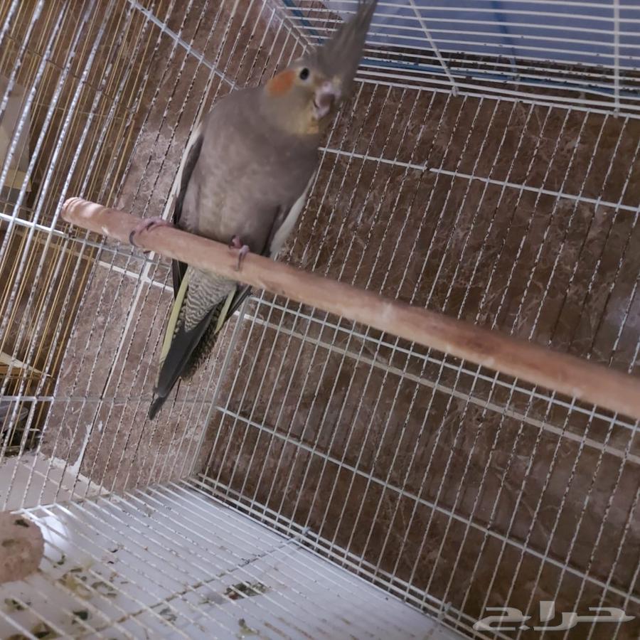 Birds63150703433858111