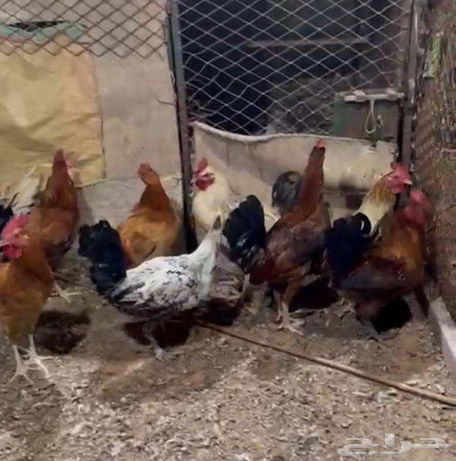 Dekh Beladi63151589412611112