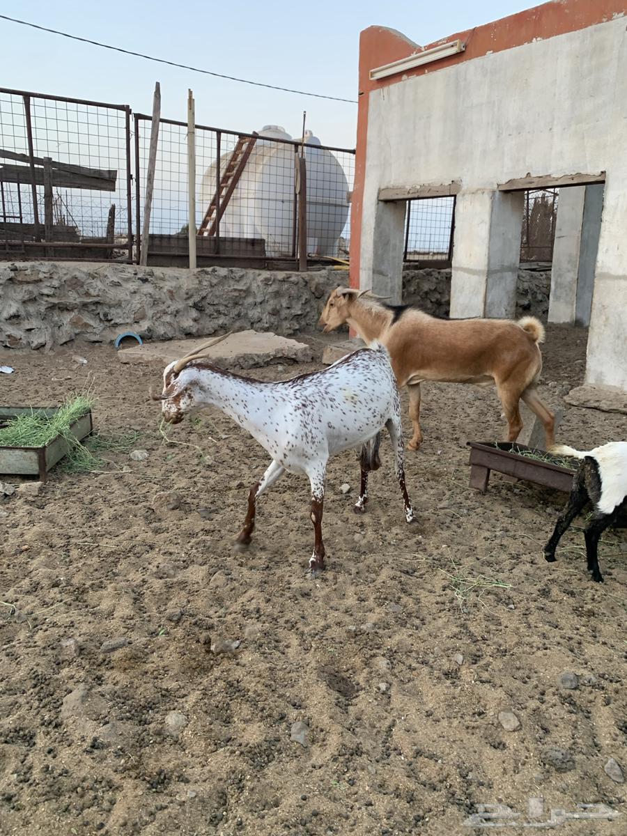 The sheep and goats have been sold. May God bless their owner.63150232148098113
