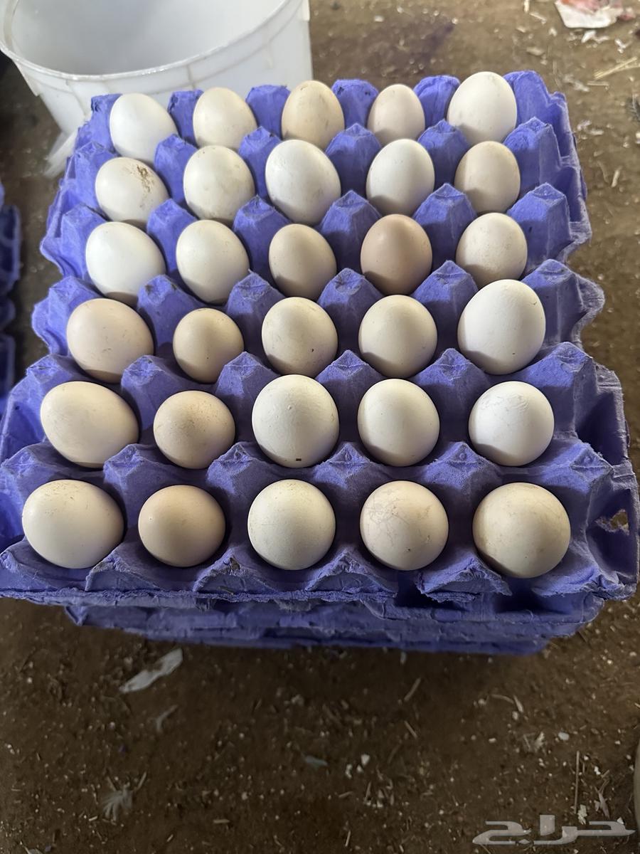 Local eggs - local egg chickens - eggs63151597961091112