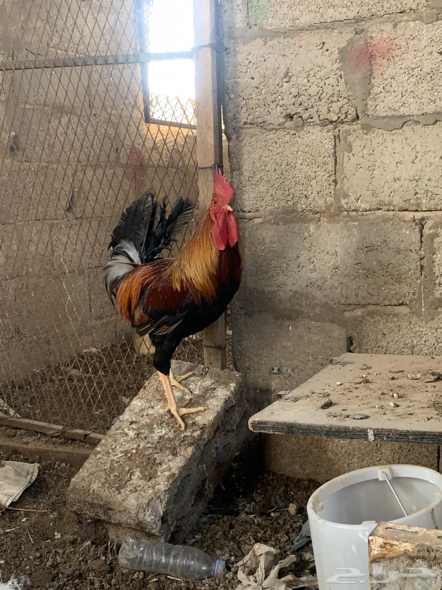 ديوك عربيه ترثه فحول63151147274881114