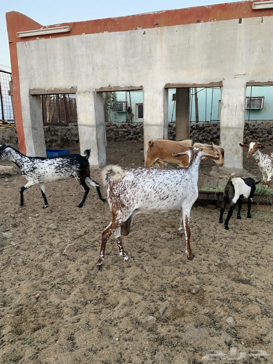 The sheep and goats have been sold. May God bless their owner.63150232148098111