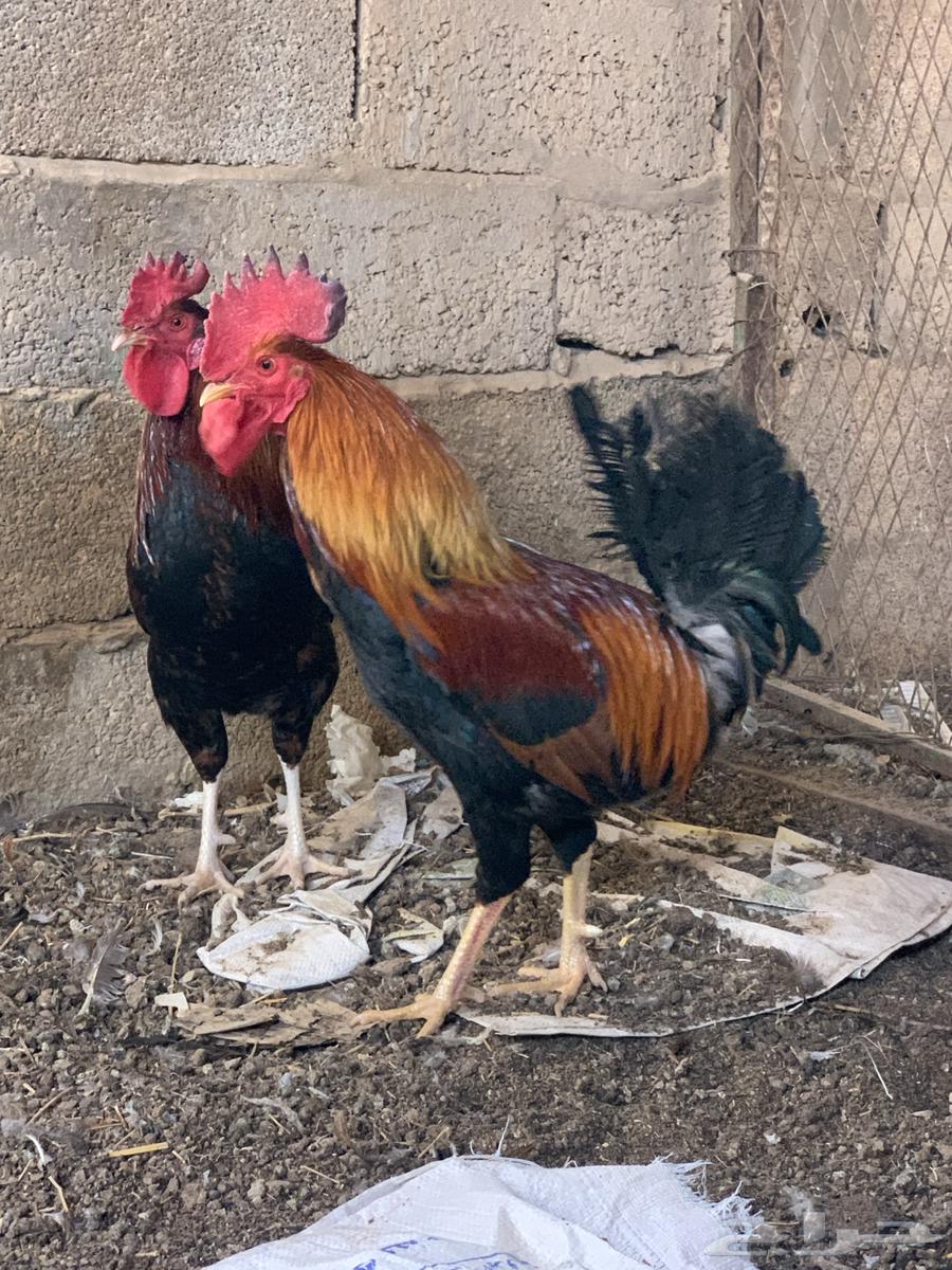 ديوك عربيه ترثه فحول631511472748811129
