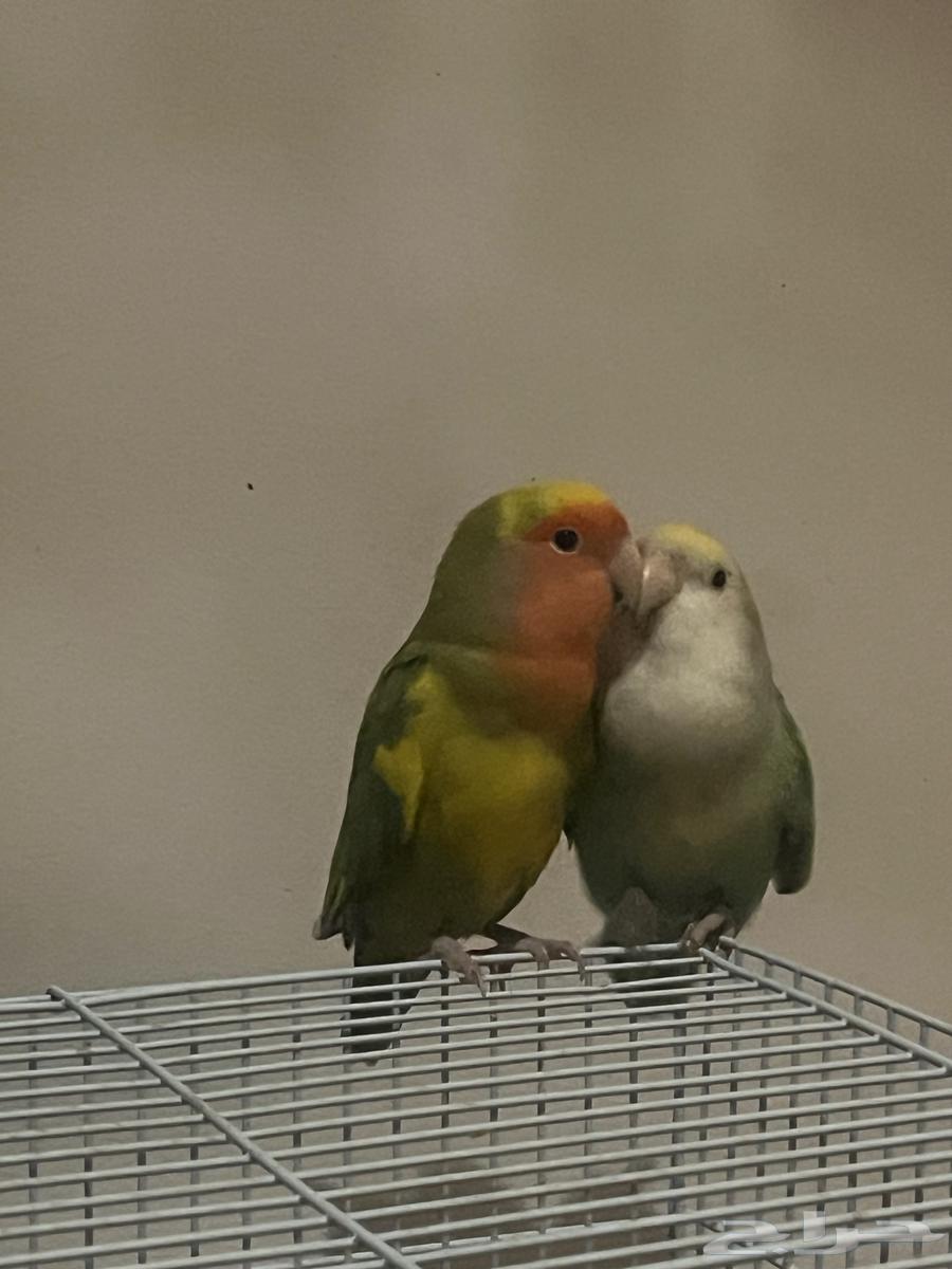 Birds of Roze Alifah for sale63151147300097114
