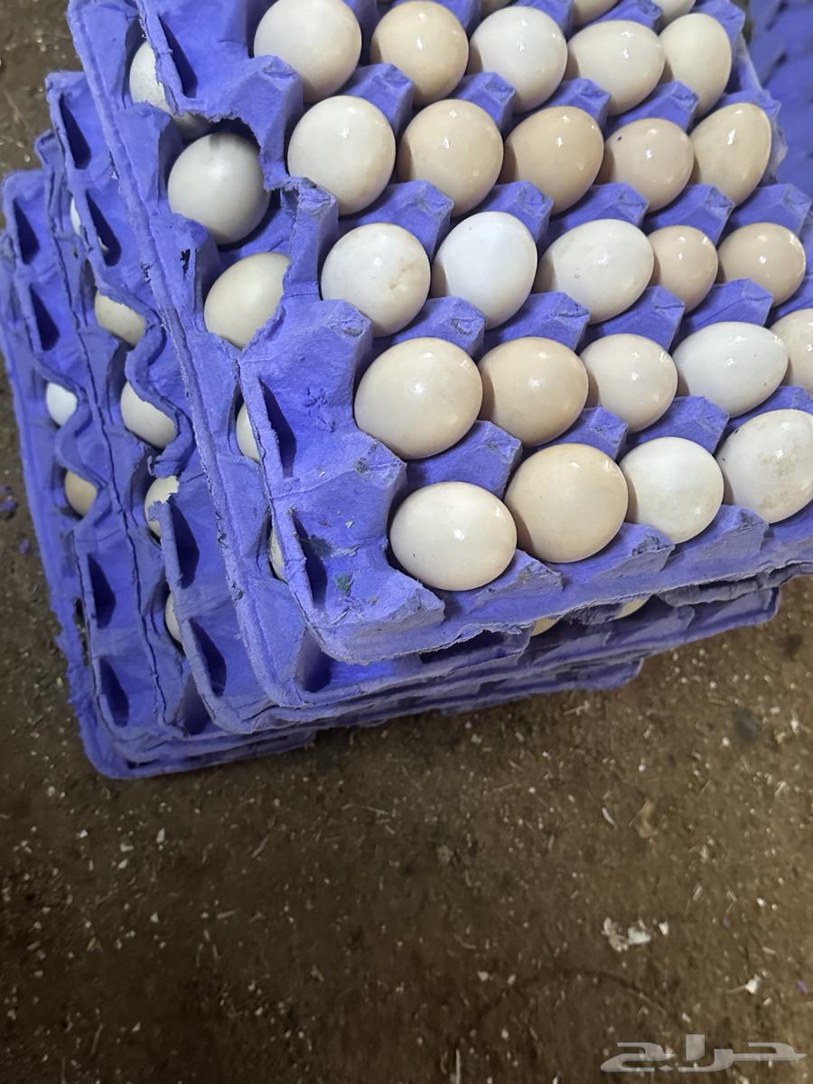 Local eggs - local egg chickens - eggs63151597961091111