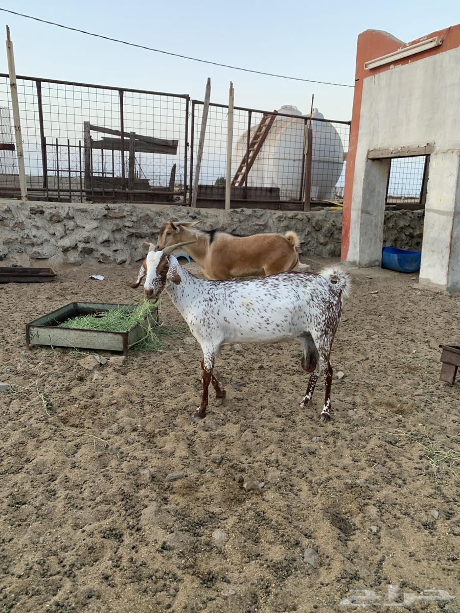 The sheep and goats have been sold. May God bless their owner.63150232148098112