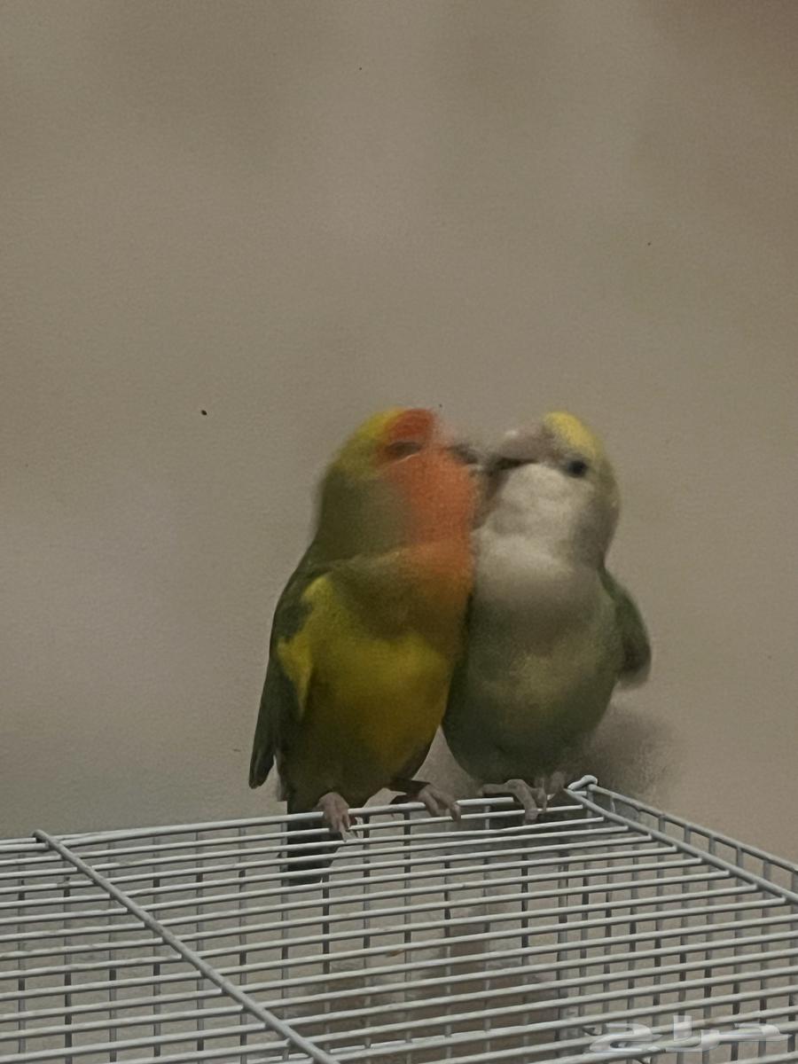 Birds of Roze Alifah for sale63151147300097111