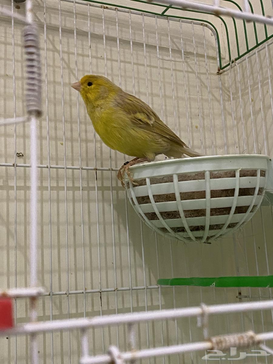 A canary mentioned has been sold631497797896981122