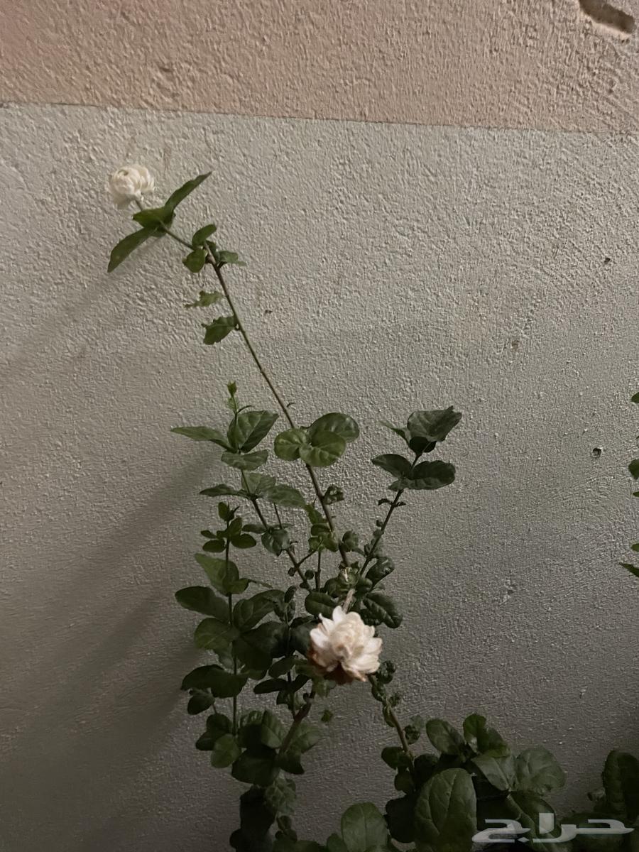 A Moroccan rose, a huge rose and a fragrant scent63158108848001111