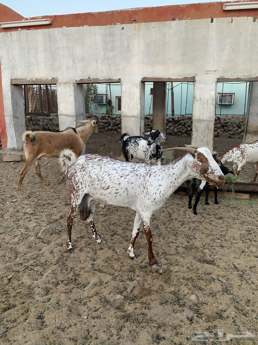 The sheep and goats have been sold. May God bless their owner.63150232148098114