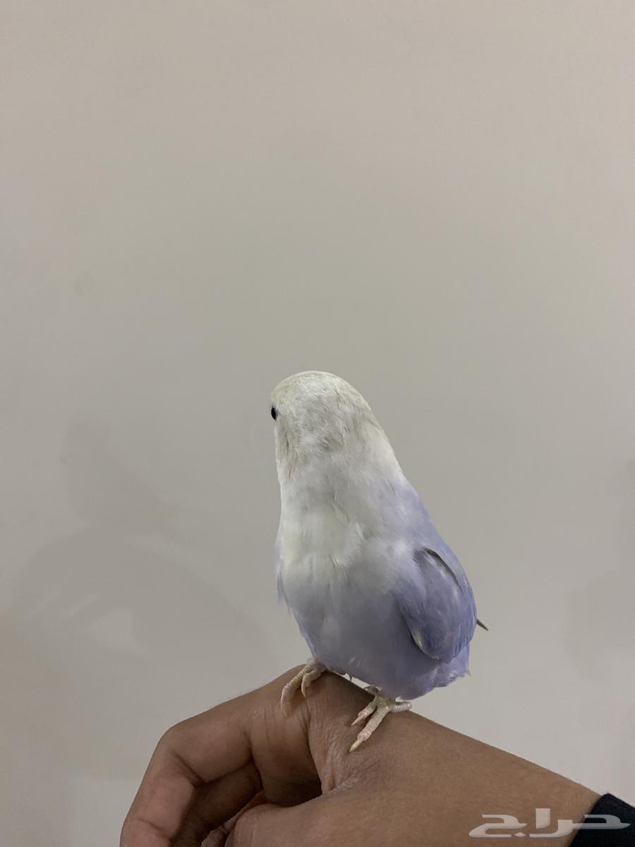 انثى روز63150691440770111