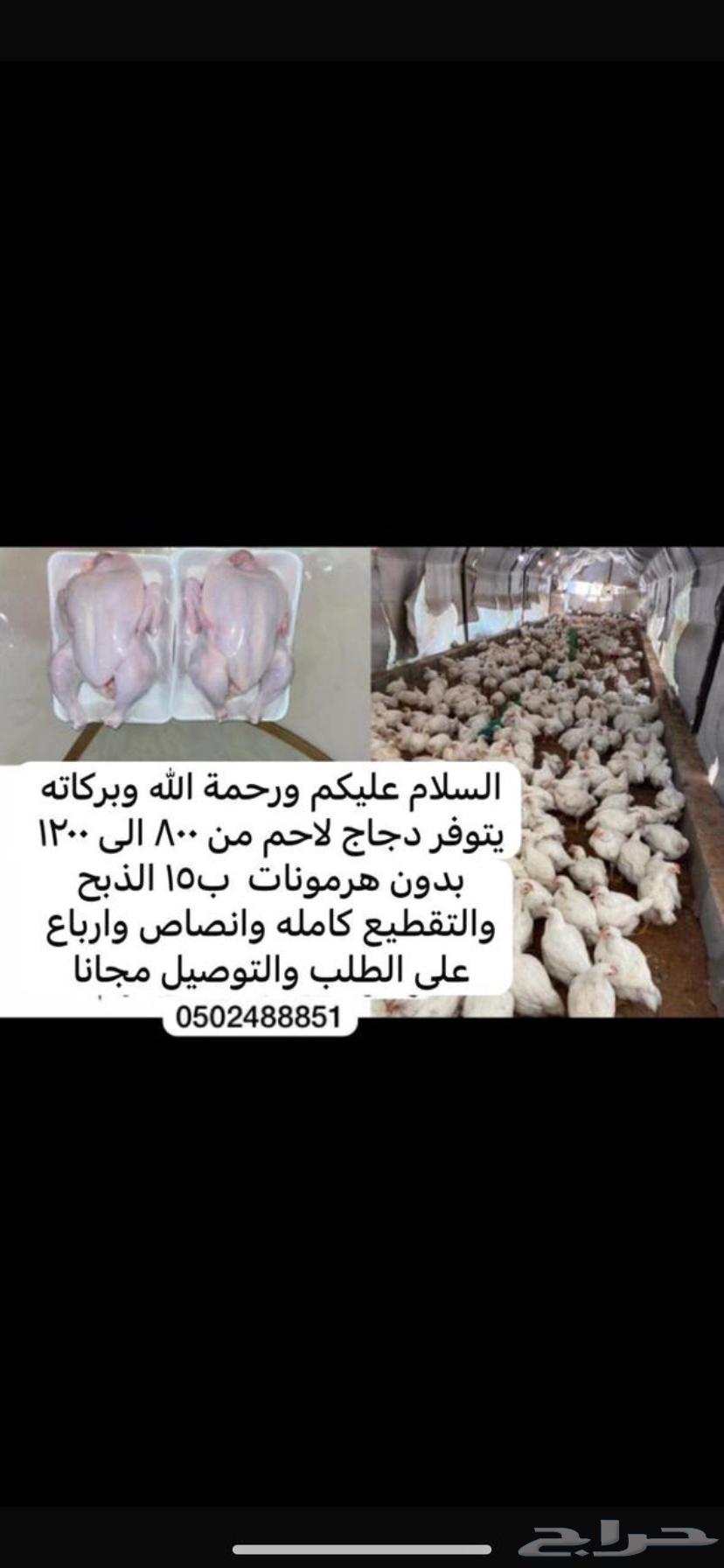 دجاج لاحم631520435434271126