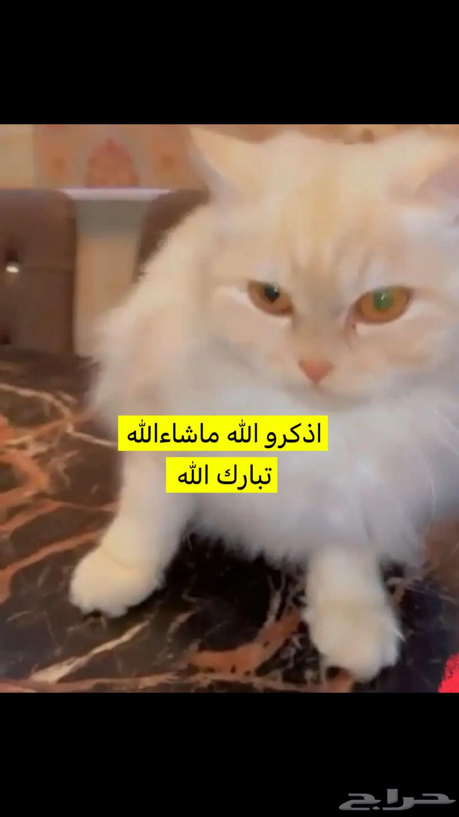 Cats for sale63157211826945111