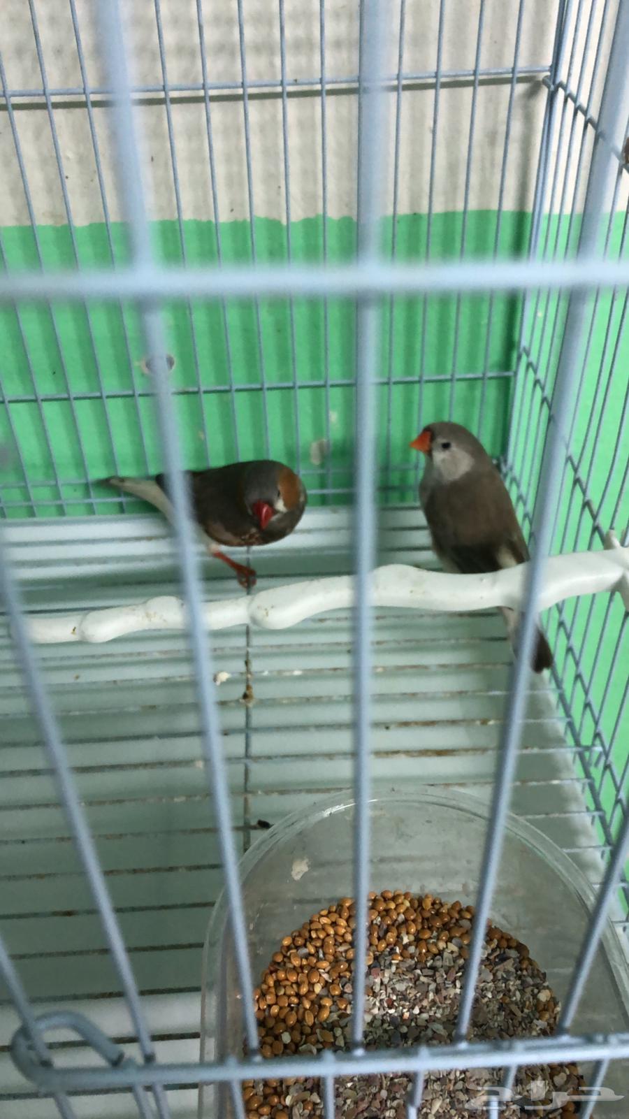 طفرات زيبرا بطريقي و جن باستيل منتجه وجاهزه63151176163074111