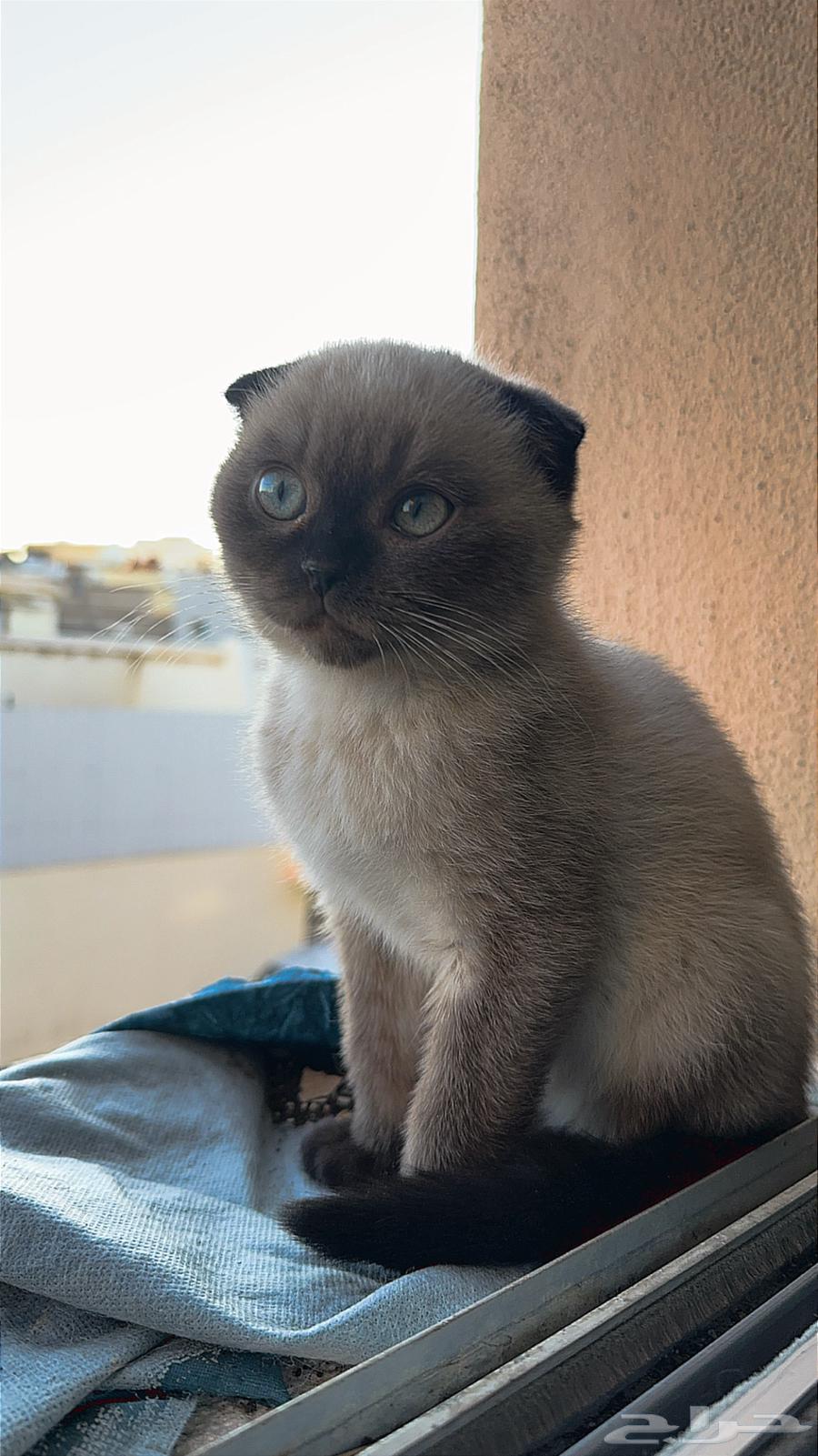 Just mentioned Himalaya and Scottish Fold63148373825155113