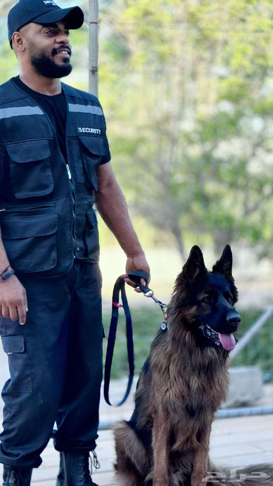 German Shepherd dog stored with the caretaker631497913593631124