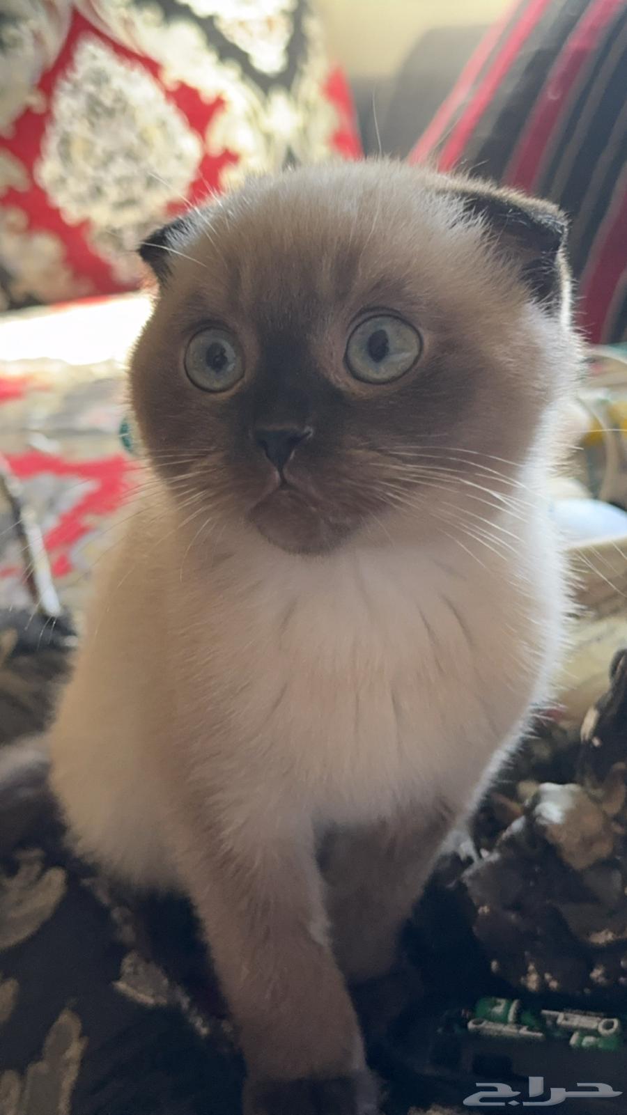 Just mentioned Himalaya and Scottish Fold63148373825155111