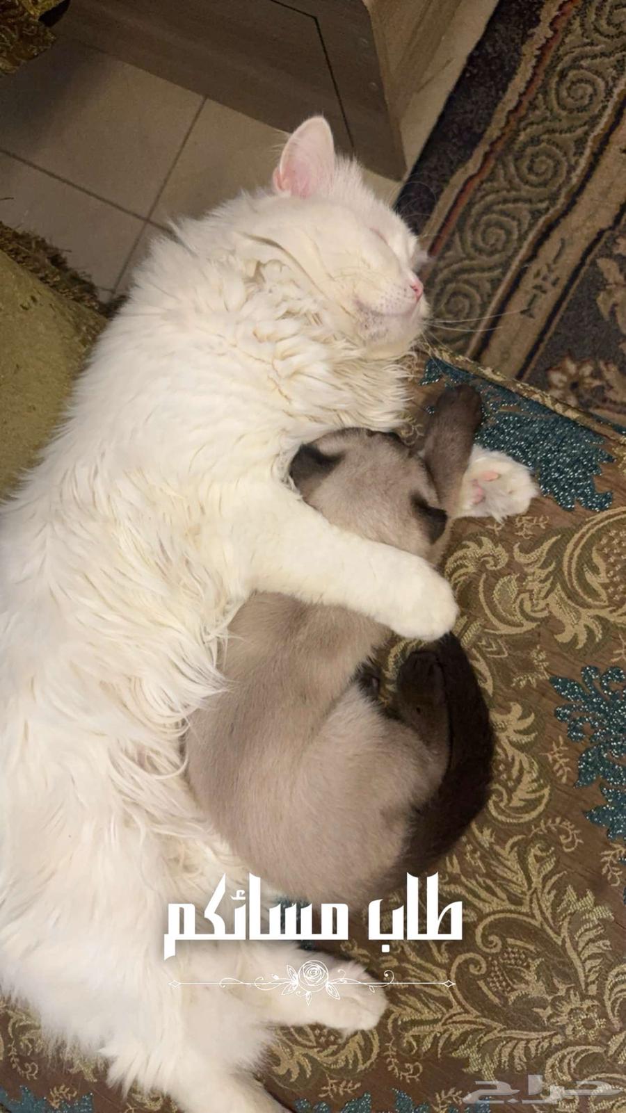 Just mentioned Himalaya and Scottish Fold63148373825155112