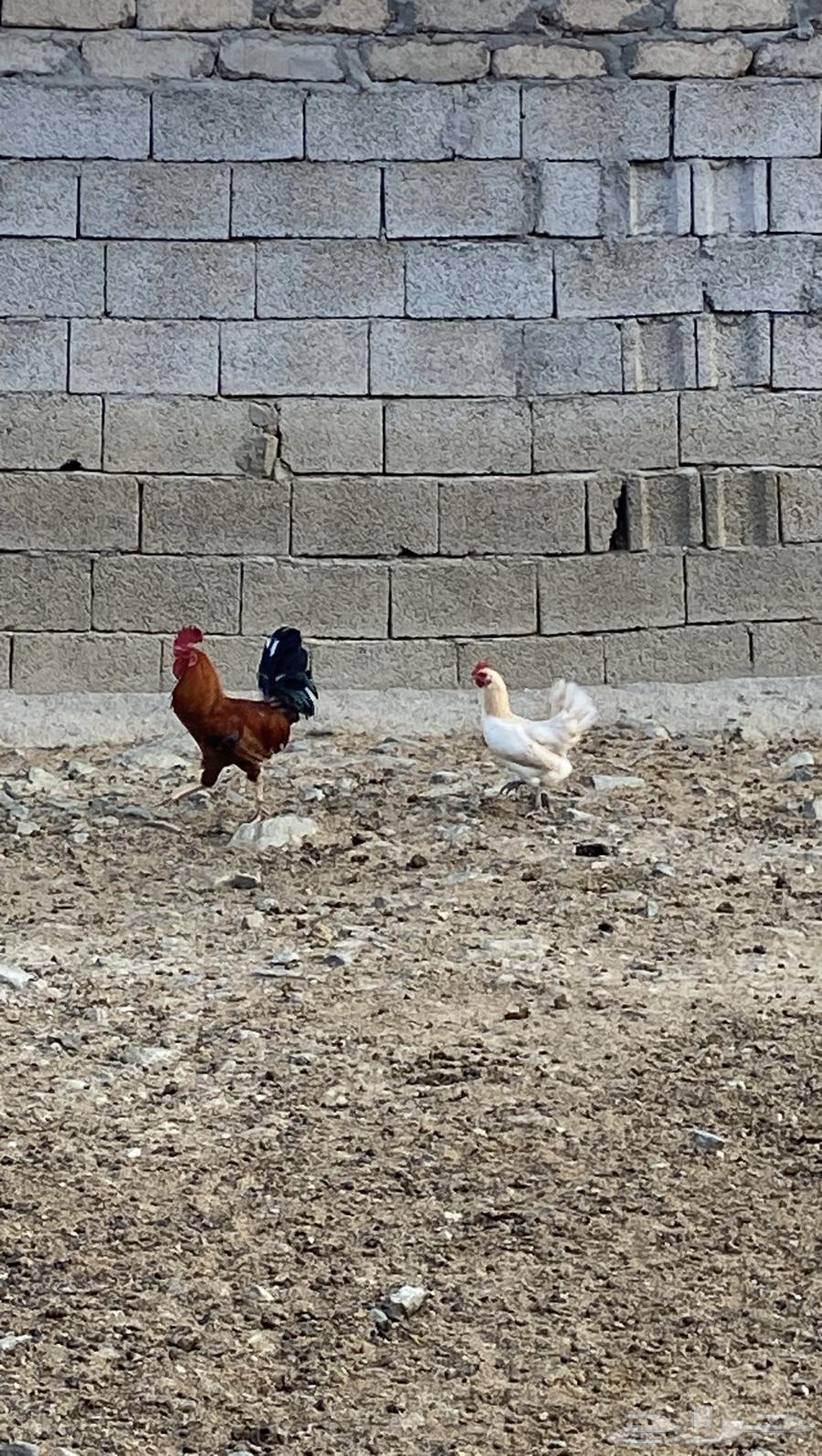 Local chicken631488532403221126