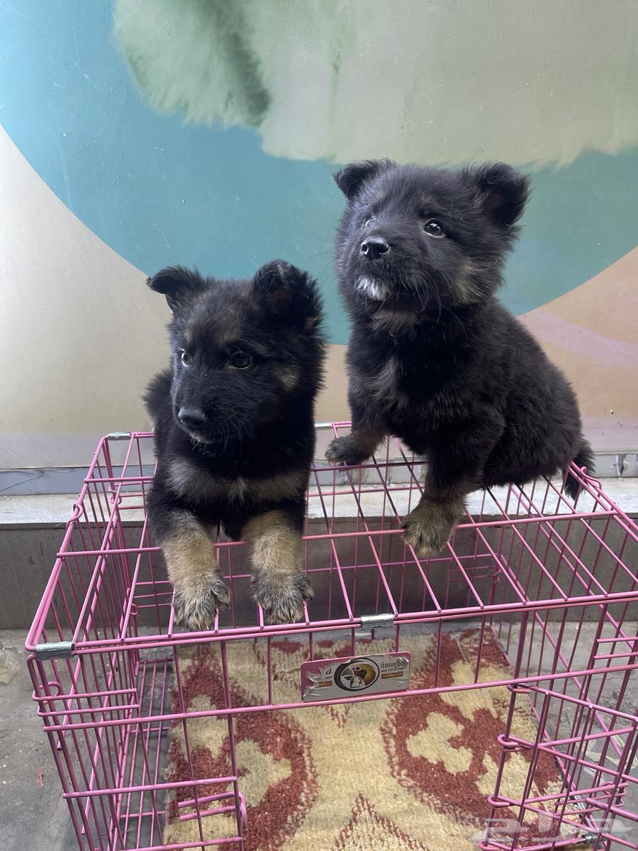 German Shepherd Dog63150719481986111