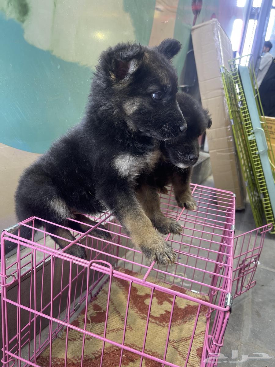 German Shepherd Dog63150719481986113