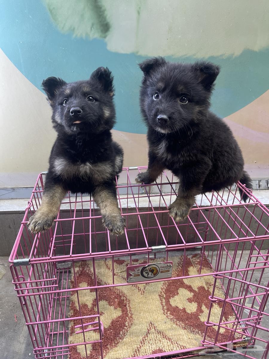 German Shepherd Dog63150719481986112