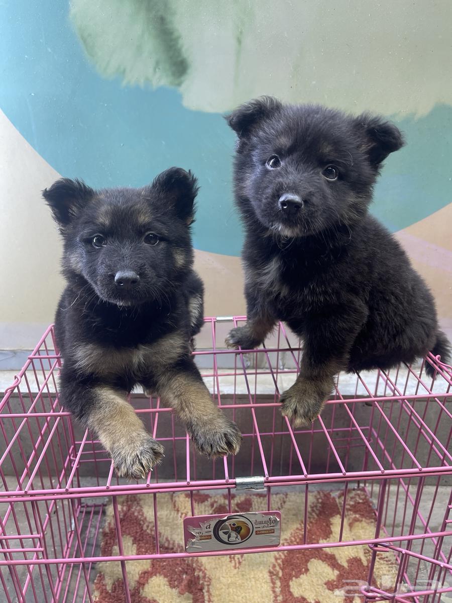 German Shepherd Dog631507194819861126