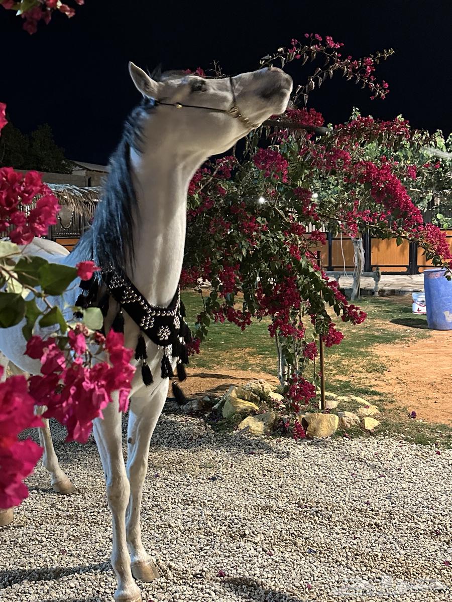 A horse and he was a boy raising justice63149330676993111