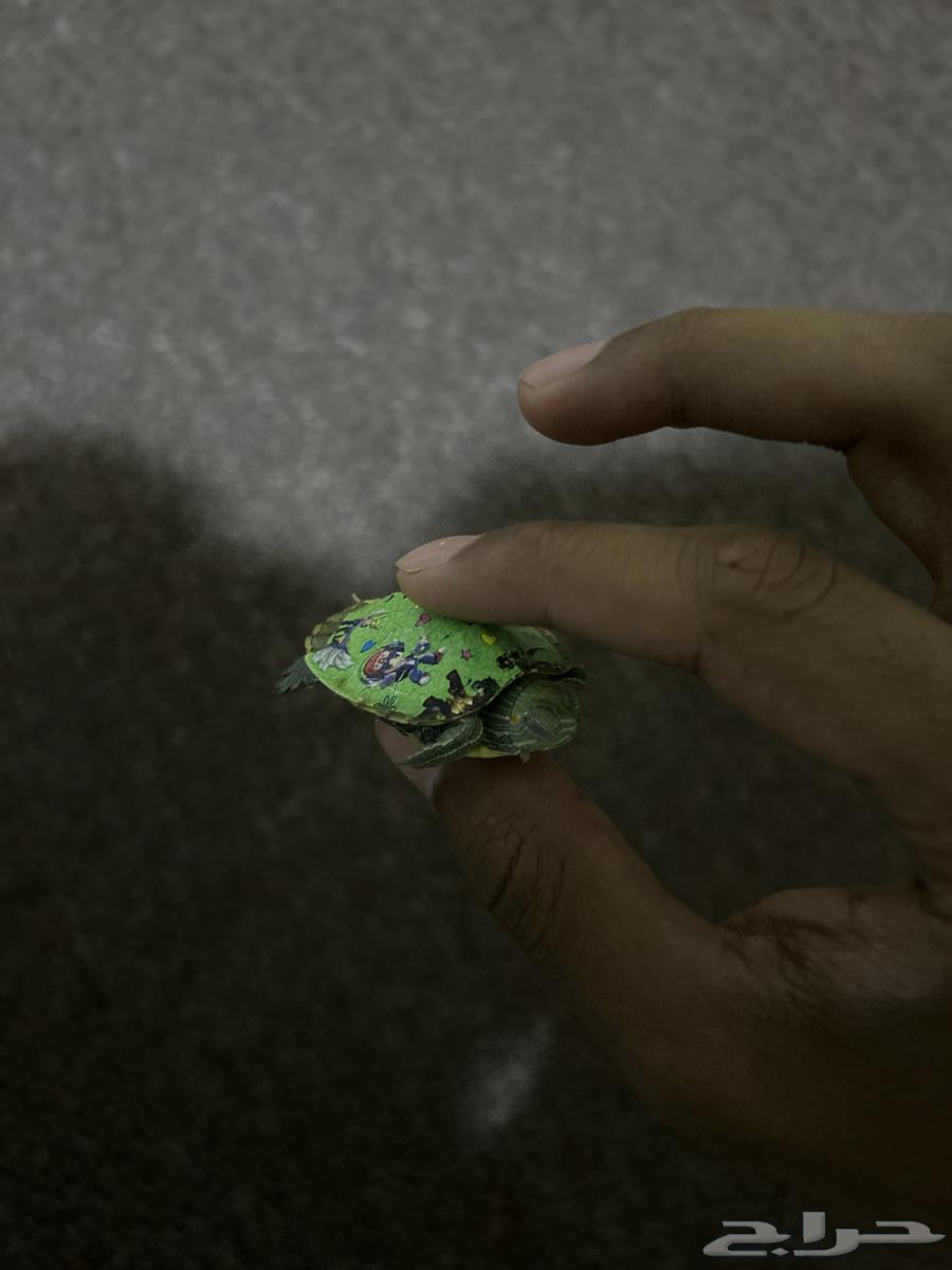 Turtle63499129868802110