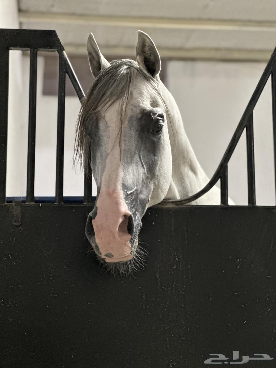 A horse and he was a boy raising justice63149330676993112