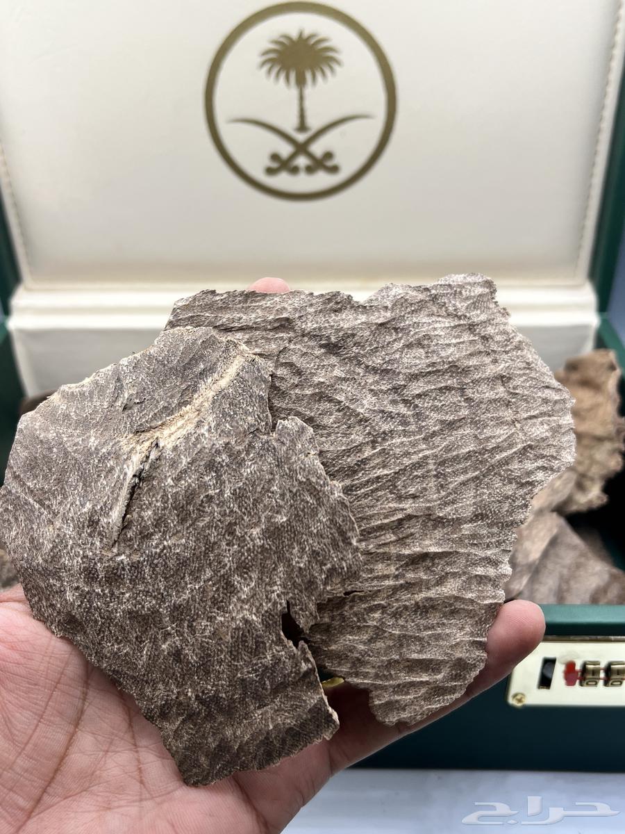 High char Indian oud and double super63149310856066112