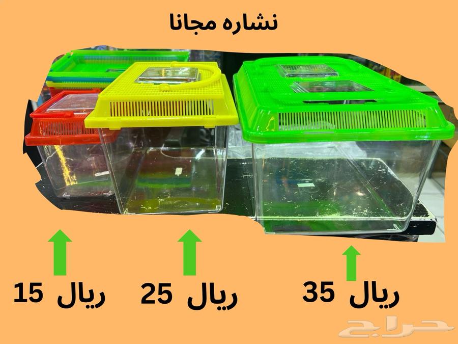 Dutch crooner birds are sold and one remains (in the new advertisement)63149314397057112