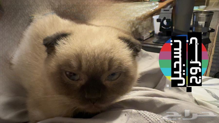 Just mentioned Himalaya and Scottish Fold63148373825155113