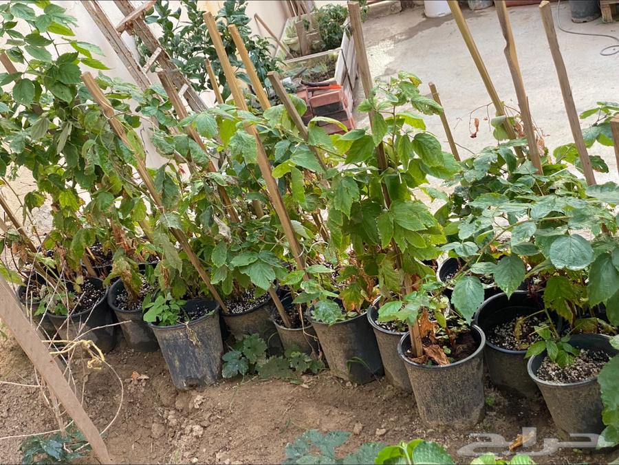 توت العليق الاحمر والاصفر الذهبي والاسود وتوت الغوجي63148403533059111