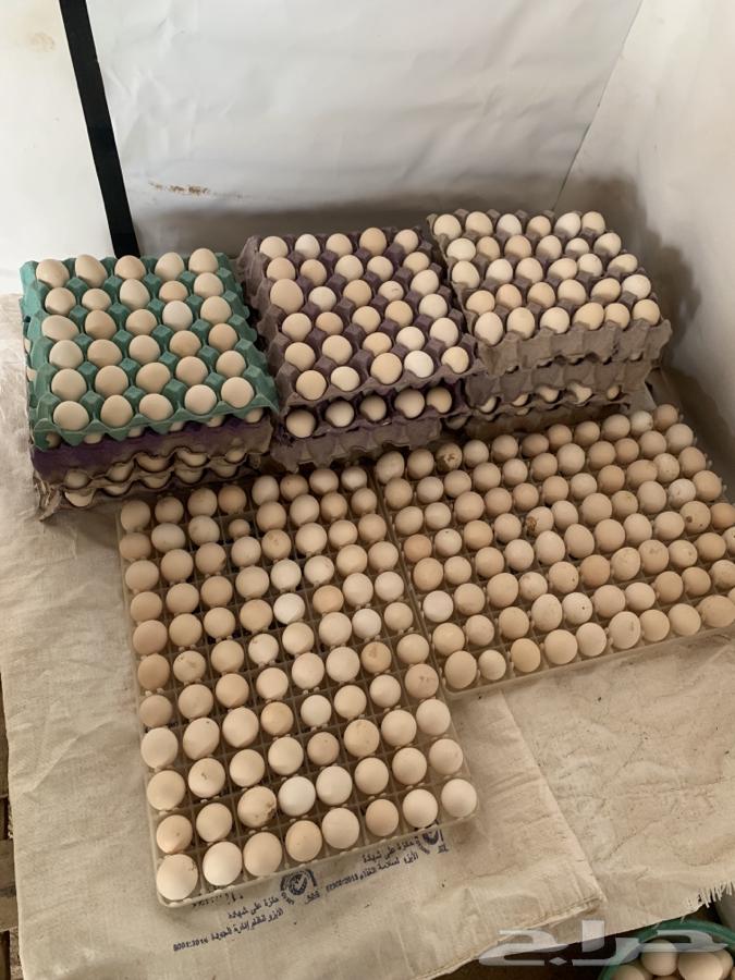 Local eggs and Fayoum eggs for sale631483910423051117