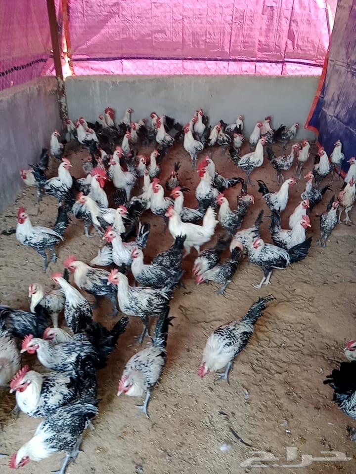 ديوك بلدي العمر 5 شهور الي 6631663517437461128