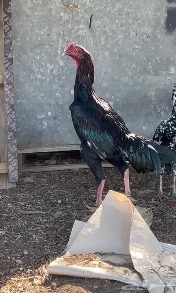 Sindhi Pakistani rooster has been sold631493105760031125