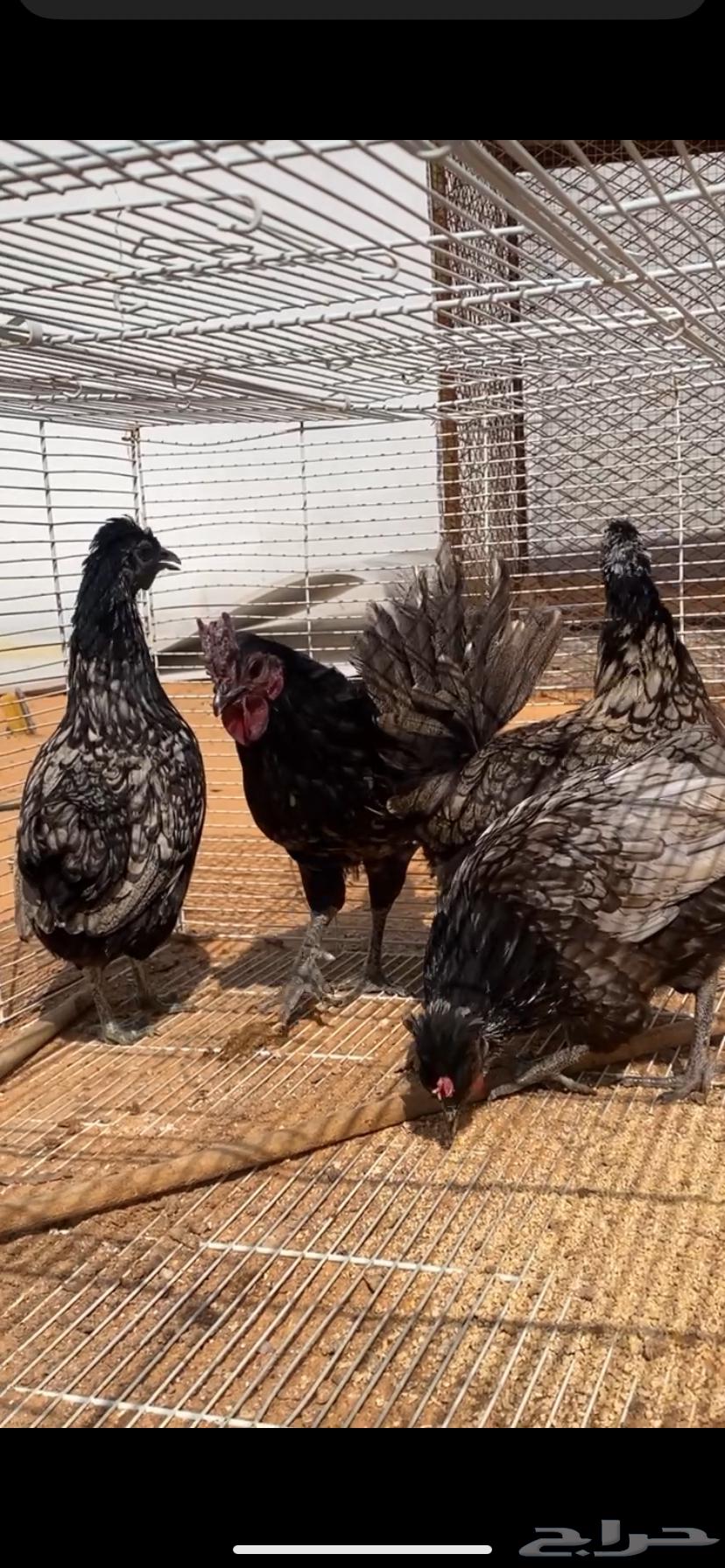 Kuwaiti Arabic chicken63149803781763112