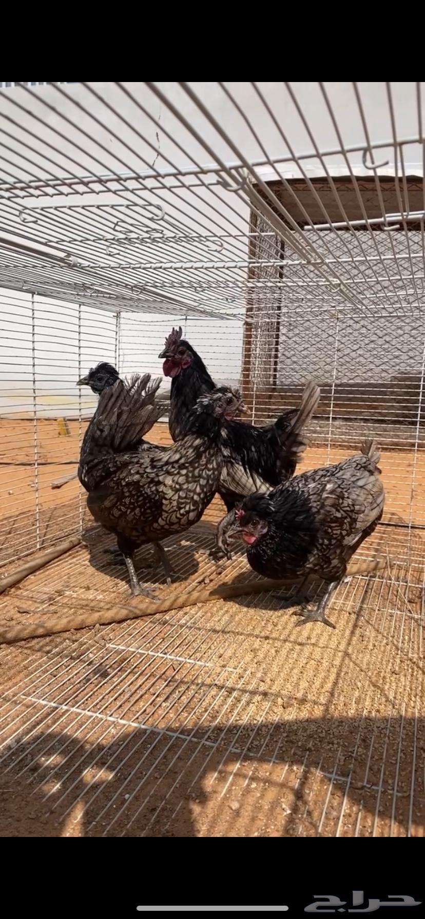 Kuwaiti Arabic chicken63149803781763113
