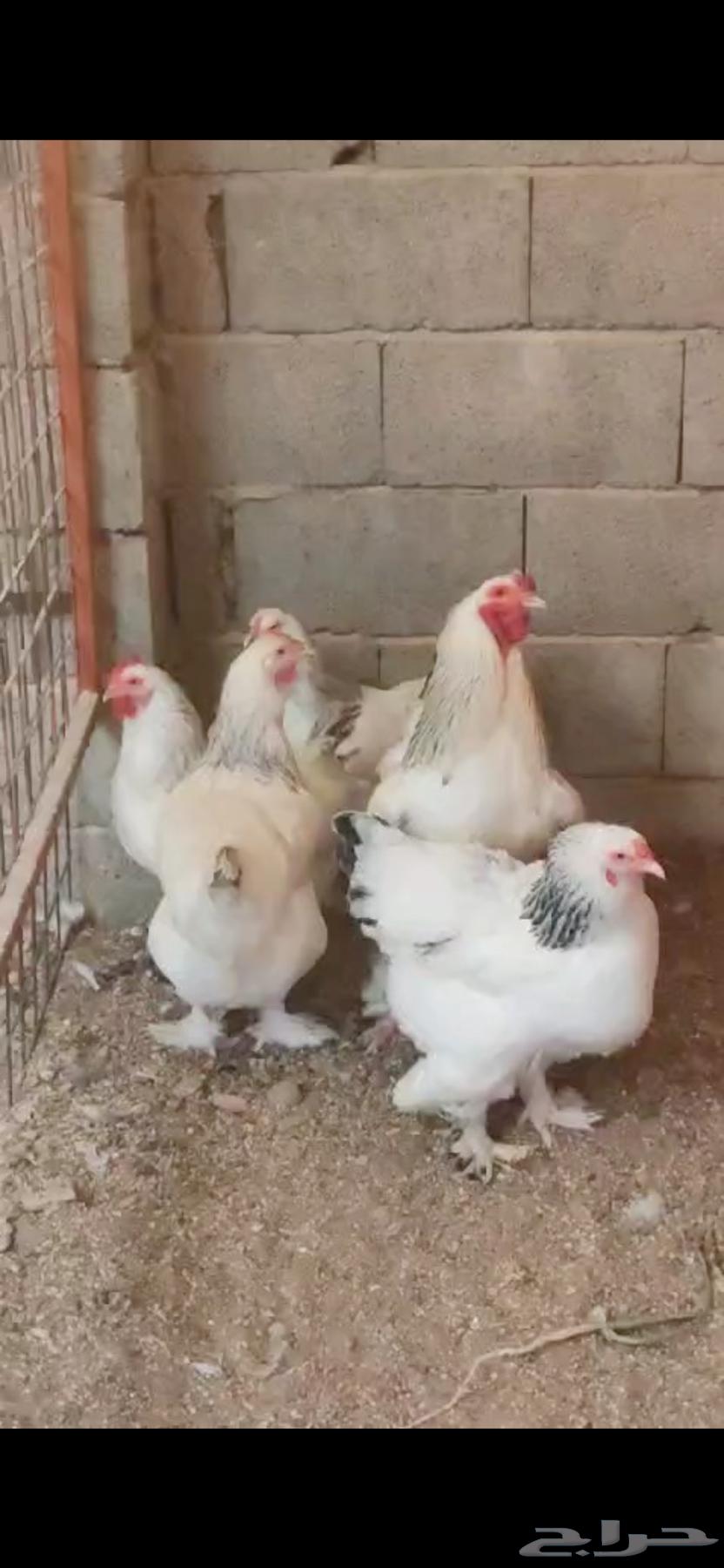 Brahma chicken eggs  
Brahma chicken sauce63147431344641113