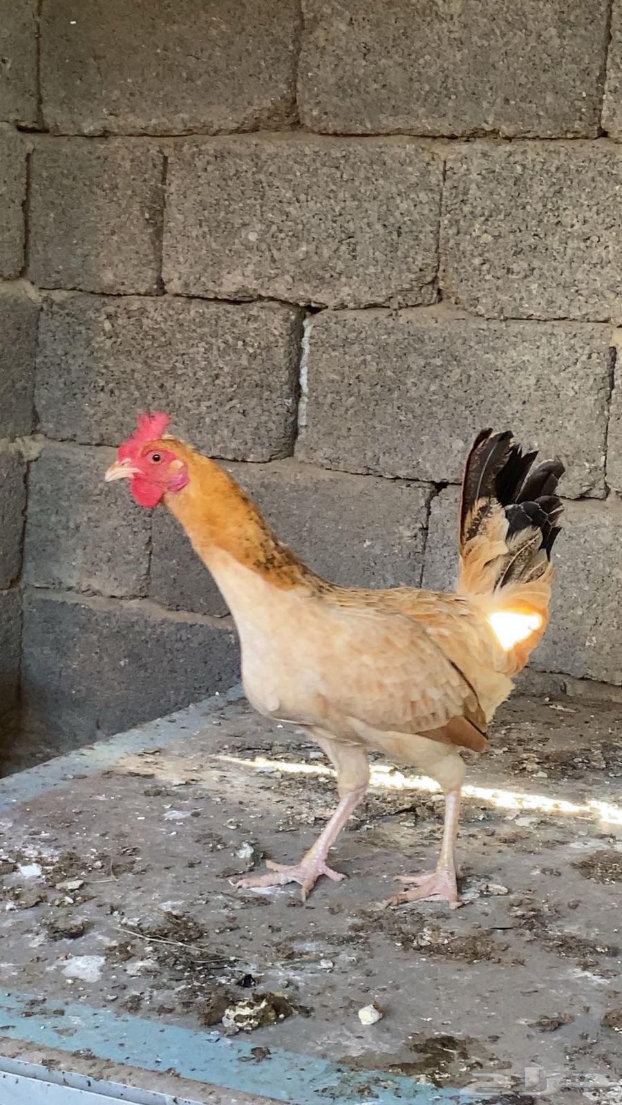 Chicken sold631493343907861124