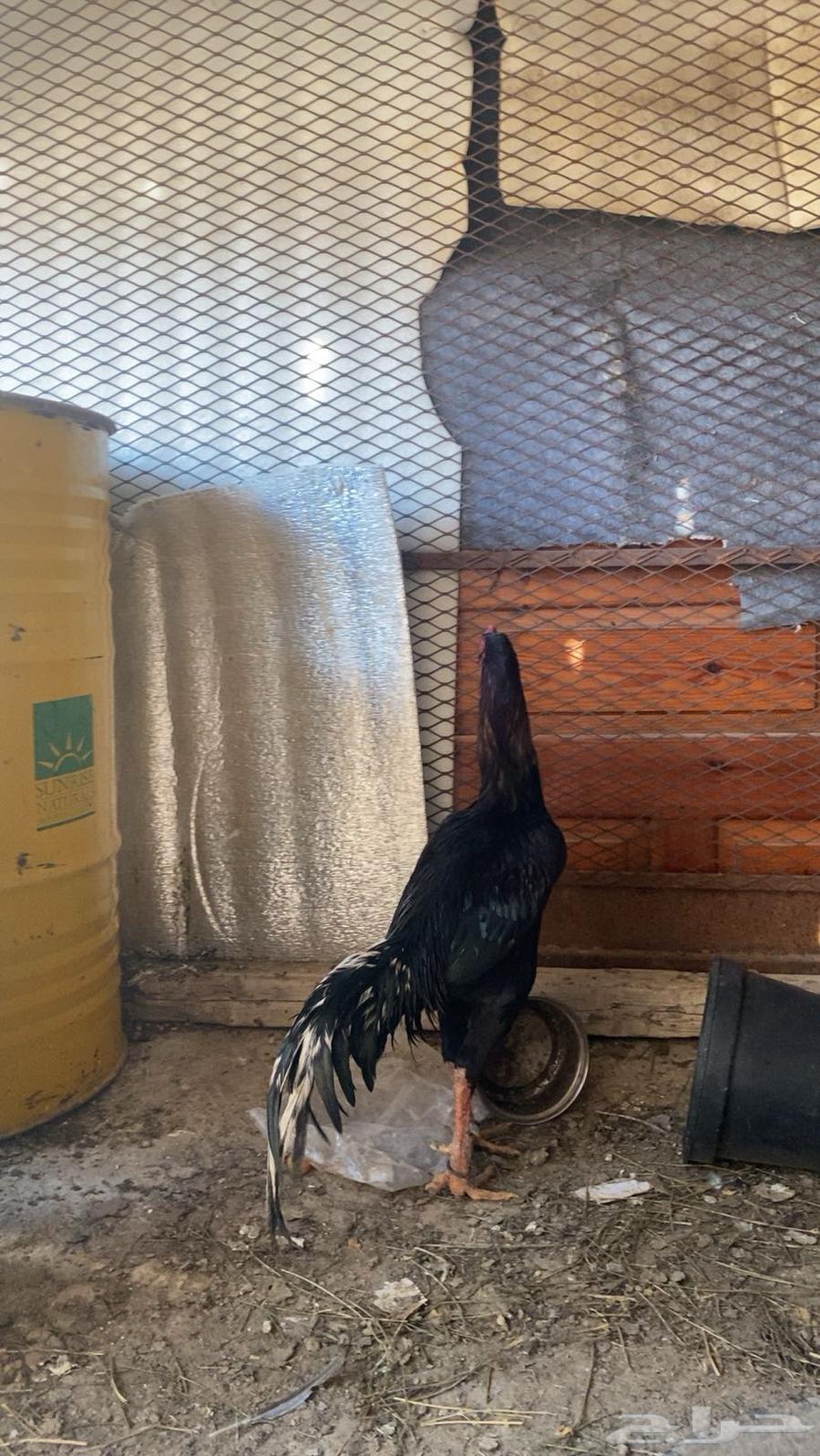 Sindhi Pakistani rooster has been sold63149310576003111