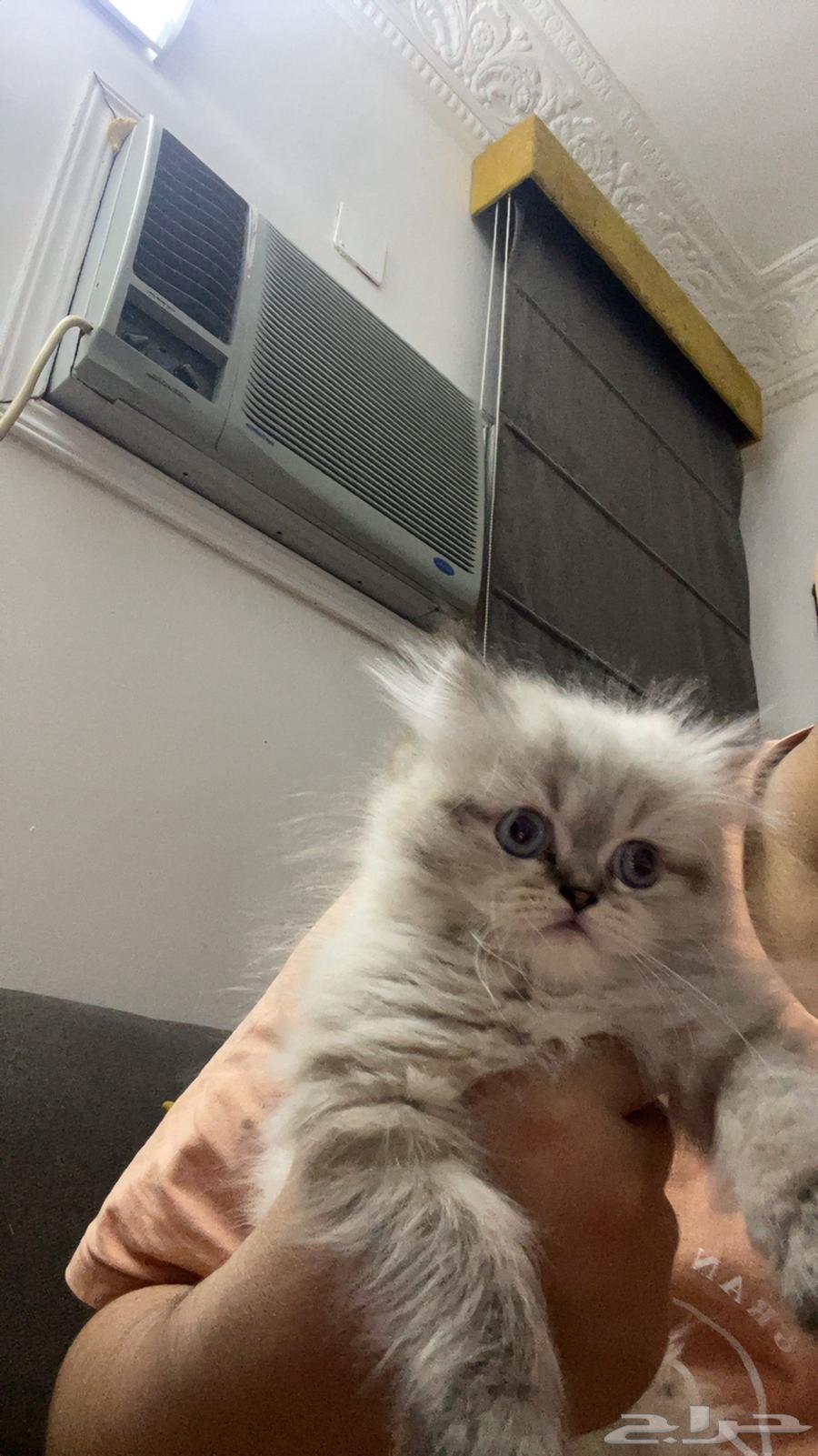 Cat for sale63175916142849111