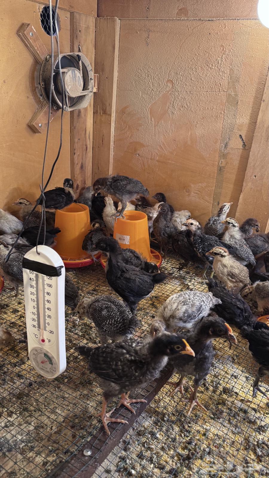 My local chicks from Fayoum63497985834497111