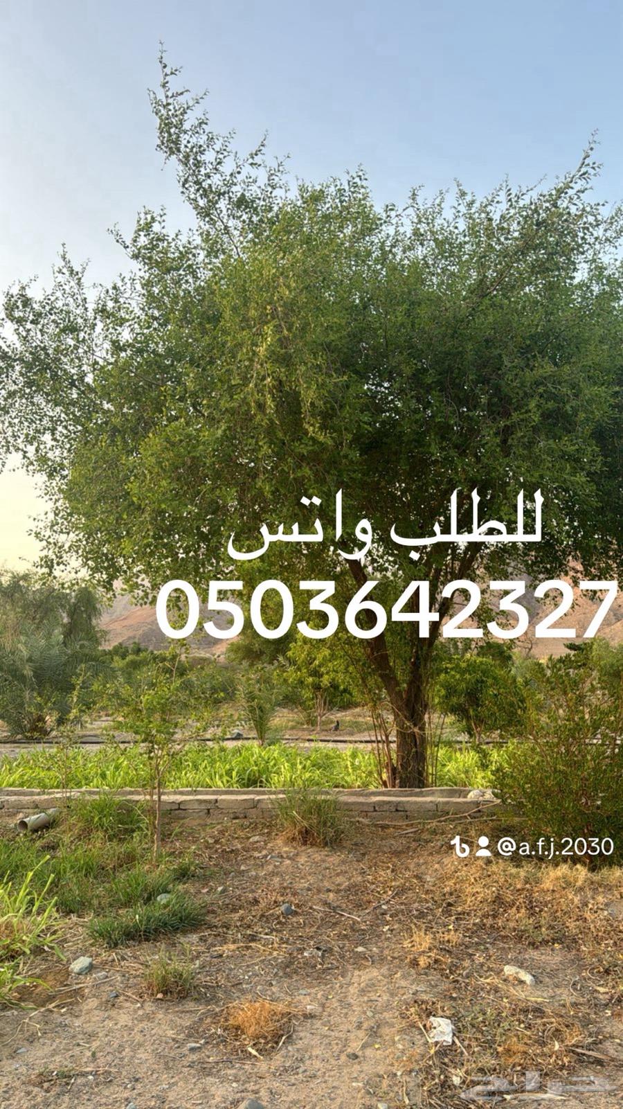 My village has a sidr tree and a city has henna.63145560375681113
