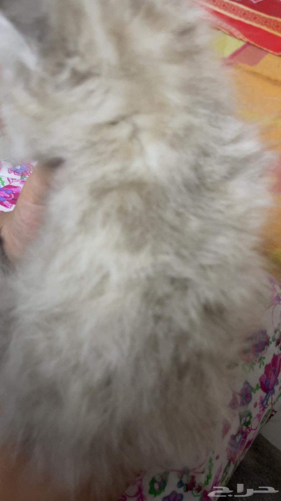 Cat for sale63175916142849112