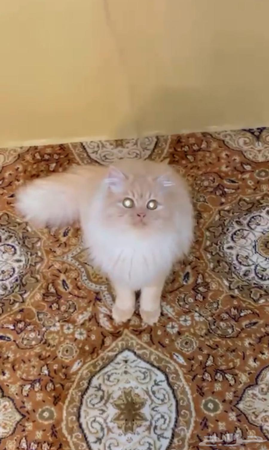 Cats for sale63157211826945112