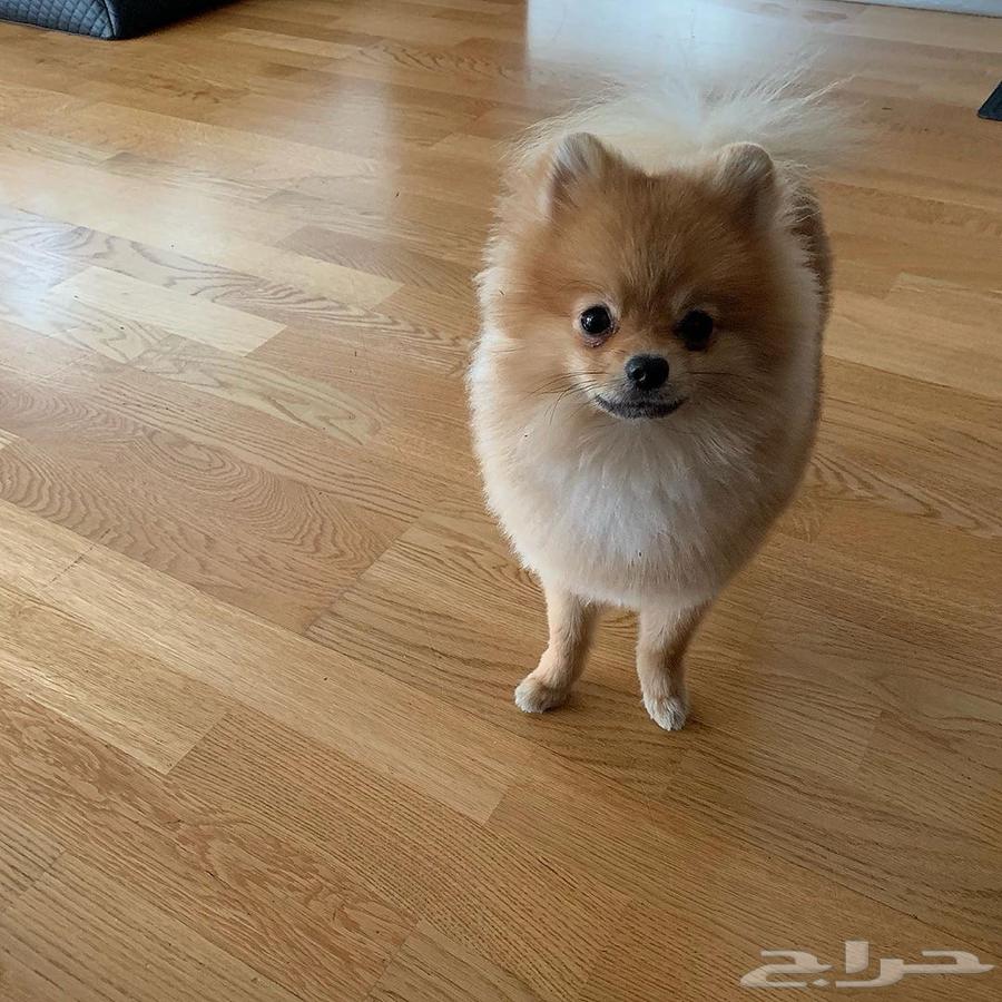 Pomeranian teacup   mini for sale63147928489858113